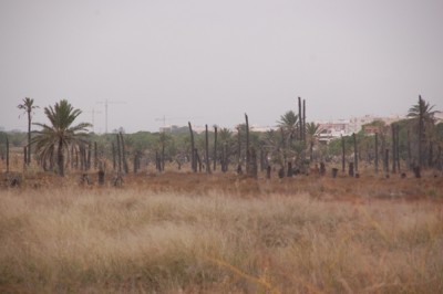 Horrorszenario: Palmenfriedhof bei Elche
