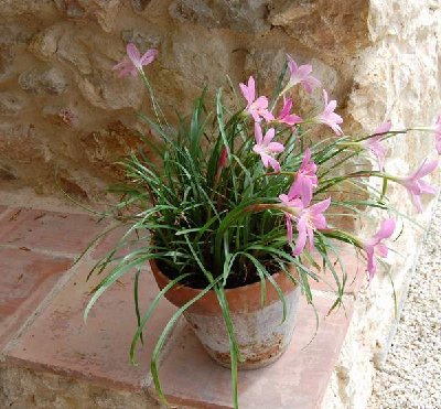 Romulea - Scheinkrokus