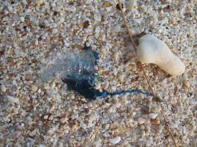 Port. Galeere.JPG (57.59 KiB) 7364 mal betrachtet Hier eine Portugiesische Galeere, die ich jedoch nicht am Mittelmeer sondern im Indischen Ozean fotografiert habe.