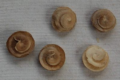 Schnecken.JPG (33.98 KiB) 1925 mal betrachtet Was sind das für niedliche Schnecken?