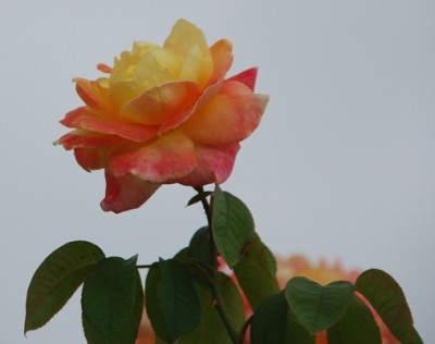 Rose.JPG