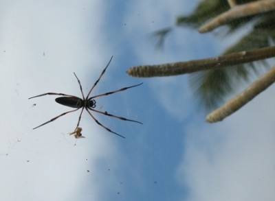 Spinne Morgen.JPG