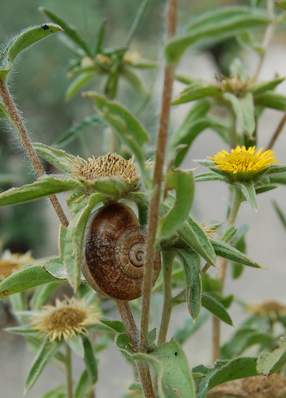 Also um solche Schnecken handelt es sich nicht...