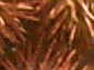 Seestern-1.jpeg