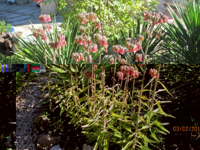 Foto Serafina: Kalanchoe daigremontiana