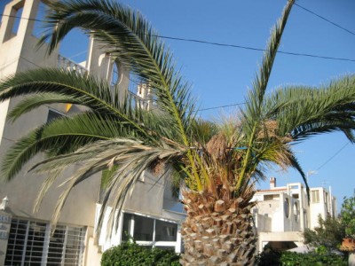 palme 2.JPG