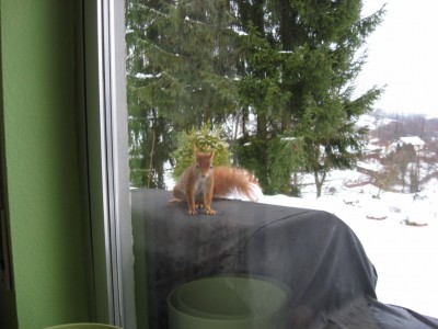 canon tierbilder 071 [1024x768].JPG