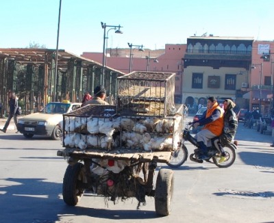 Geflügeltransporter