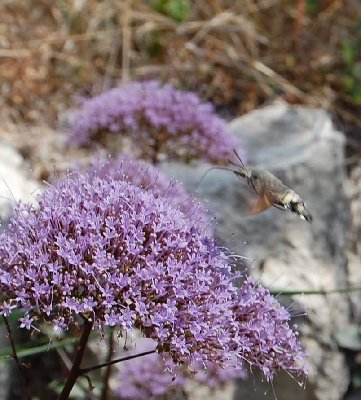 Taubenschwänzchen .JPG (87.02 KiB) 21066 mal betrachtet Taubenschwänzchen - Macroglossum stellatarum -Kolibri-Schwärmer -Humming-bird Hawk-moth