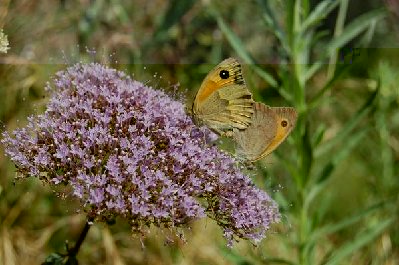 Großes Ochsenauge Maniola (Maniola) -Meadow Brown