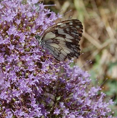 Schachbrett -  Melanargia galathea - Marbled White-