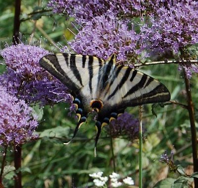 Segelfalter-Iphiclides podalirius.JPG (67.58 KiB) 19075 mal betrachtet Der seltene Segelfalter - Iphiclides podalirius –Scarce Swallowtail –