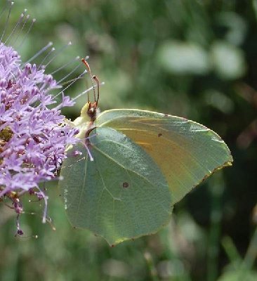 Gonepteryx rhamni -Zitronenfalter-The Brimstone - männlich