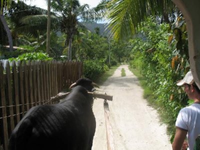 Neben den Fahrrädern gängiges Verkehrsmittel auf La Digue