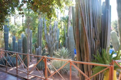 DSC_0124 Majorelle.JPG