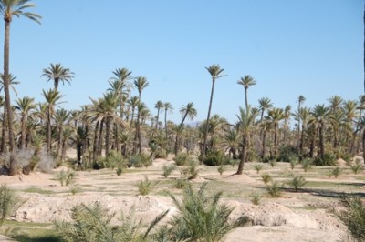 DSC_0248 Palmeraie.JPG
