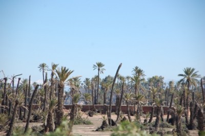 DSC_0265 Palmeraie Palmensterben.JPG