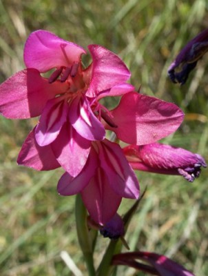 PICT0008.JPG, x0.jpg