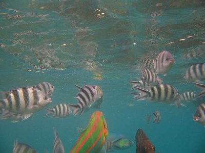 bunter Fisch zwischen Zebrafischen