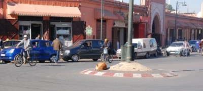 DSC_0002 Kreisverkehr.JPG (225.03 KiB) 3540 mal betrachtet Der Verkehr kreist um den Hund...
