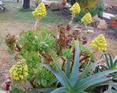 gelbe Blüte.JPG (80.16 KiB) 7432 mal betrachtet Aeonium arboreum