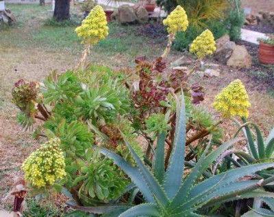 Aeonium arboreum