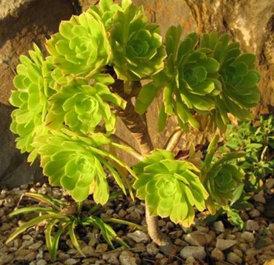 Aeonium arboreum - Rosendickblattgewächs - grün