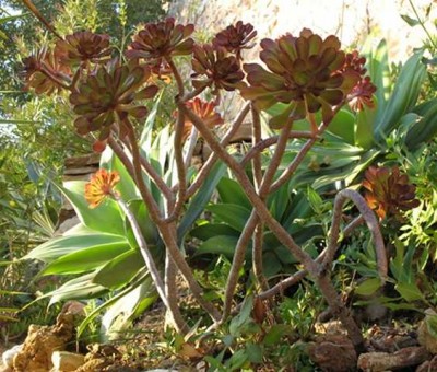 Aeonium arboreum 'Atropurpureum'.JPG (51.1 KiB) 7432 mal betrachtet Aeonium arboreum 'Atropurpureum'