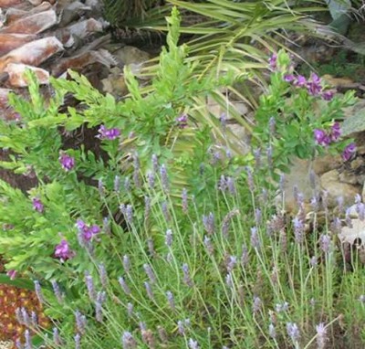 Schopflavendel mit immergrüner Kreuzblume.JPG (46.71 KiB) 7432 mal betrachtet Schopflavendel, dahinter Polygala myrtifolia - Kreuzblume