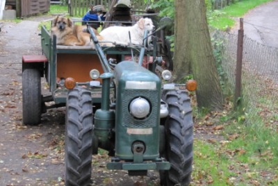 Hunde auf Traktor.JPG