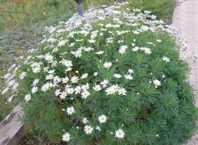 In Spanien sind die Strauchmargeriten an der Küste winterhart.