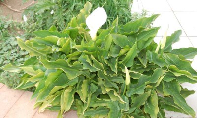 Calla Freiland.JPG (79.05 KiB) 3934 mal betrachtet Zantedeschia im Freiland