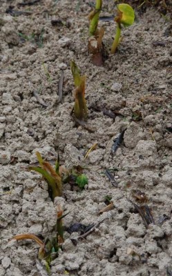 Calla halb erfroren.JPG (98.08 KiB) 3893 mal betrachtet "Callas", halb erforen.