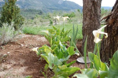 Calla gelb in der Sonne im Freiland.JPG (119 KiB) 3934 mal betrachtet Dieselben "Callas" ein paar Monate später
