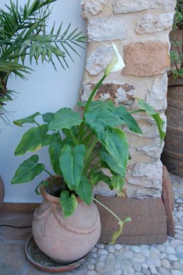 Calla im Topf.JPG (65.92 KiB) 3934 mal betrachtet Zantedeschien machen sich auch gut im Topf.