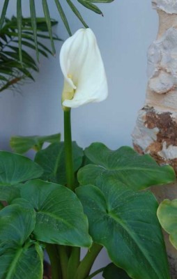 Calla Blüte.JPG (53.44 KiB) 5810 mal betrachtet Blüte