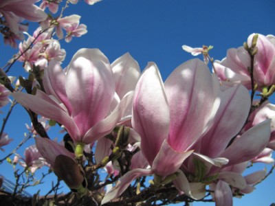 Magnolie - Blüte.JPG