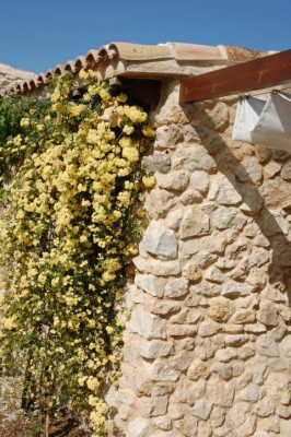 Die Lady Banks Rose wächst sehr dicht und ist gut als Sicht- und Winschutz geeignet.