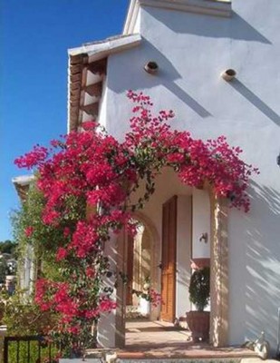 Bougi5.JPG (35.49 KiB) 2432 mal betrachtet Bougainvilleas??????