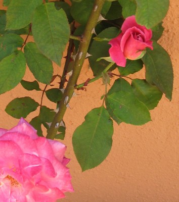 Die ersten Rosen