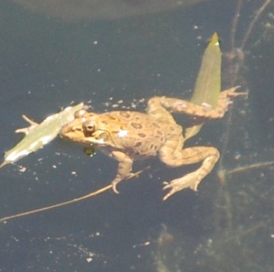 Wenn ein Feinschmecker die Adresse braucht? Die Anwohner in La Nucia würden sich bestimmt freuen, wenn das tägliche Konzert in ihrem Wasserdeposito etwas leiser wäre.