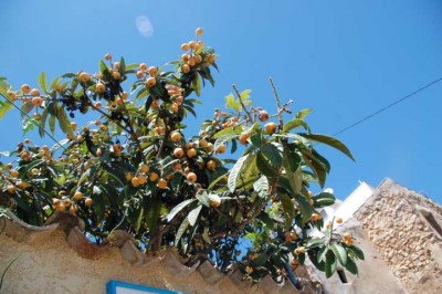 reife Nísperos auf der Mauer eines Patios (Mai)