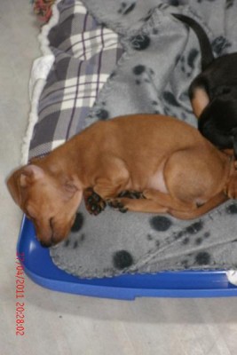 cbf2.jpg (64.94 KiB) 1230 mal betrachtet Cloé am Rande ... ;-)