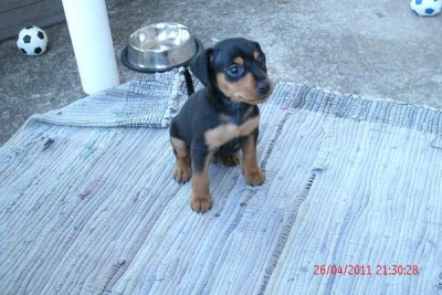 cbf3.jpg (105.98 KiB) 1439 mal betrachtet Spike wartet auf Fussballeinsatz