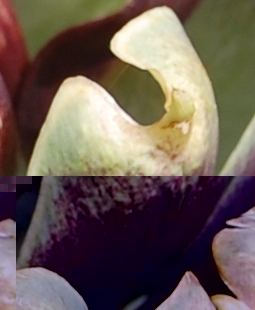Hat jemand eine Idee, was das sein könnte?<br />Es handelt sich um einen Ausschnitt.
