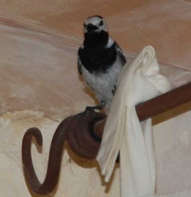 Vogel1.JPG (38.55 KiB) 4755 mal betrachtet Er sieht doch noch recht sauber aus,