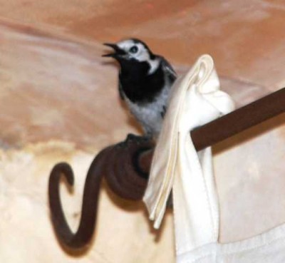 Vogel2.JPG (43.26 KiB) 4977 mal betrachtet obwohl er den Kamin geputzt hat...
