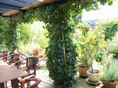 Terr. Beschattung.JPG (68.32 KiB) 1847 mal betrachtet Beschattung von Glasdächern mit Bambusrollos unterhalb des Glases.