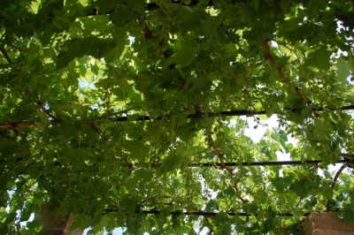 Wein.JPG (119.71 KiB) 1844 mal betrachtet Immer wieder ein schöner Schattenspender: Wein