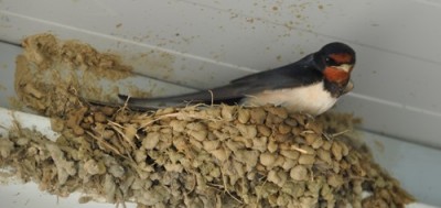 Bilder Ferien 2011 065.jpg, x.jpg